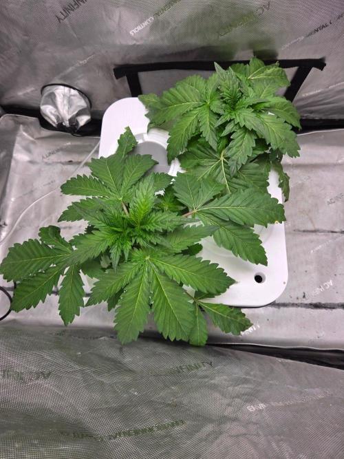 Mimosa Regular. Week 2
