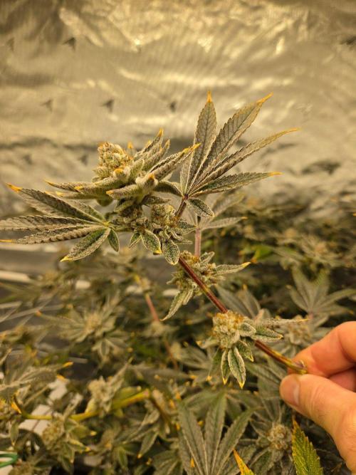 Glacial Razorberry. Week 18