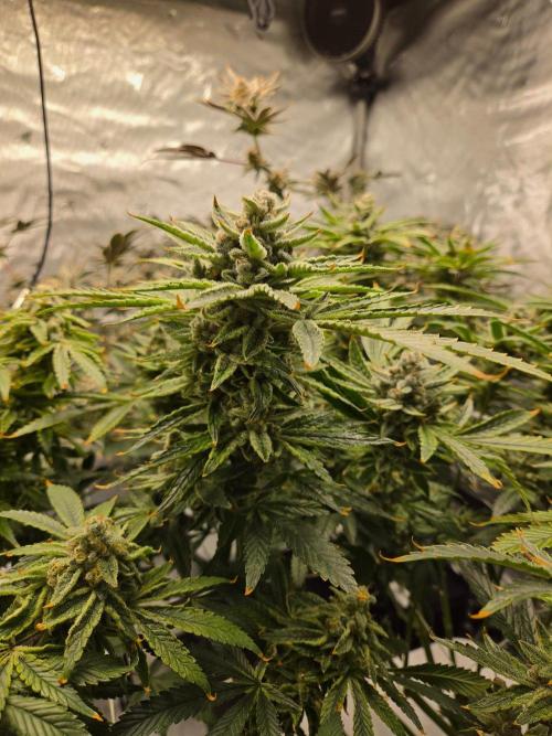 Glacial Razorberry. Week 18