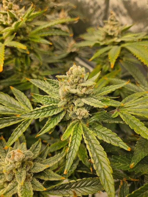 Glacial Razorberry. Week 18