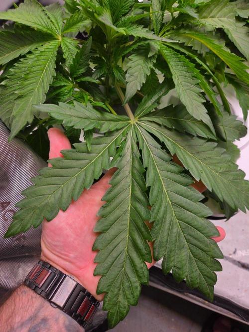 Mimosa. Week 2