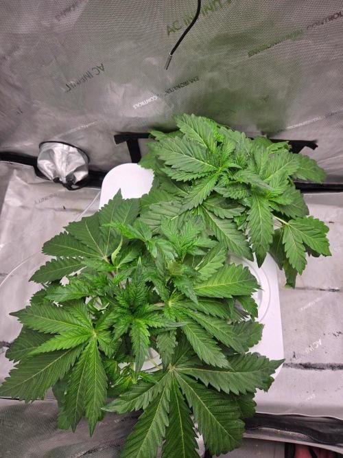 Mimosa. Week 2
