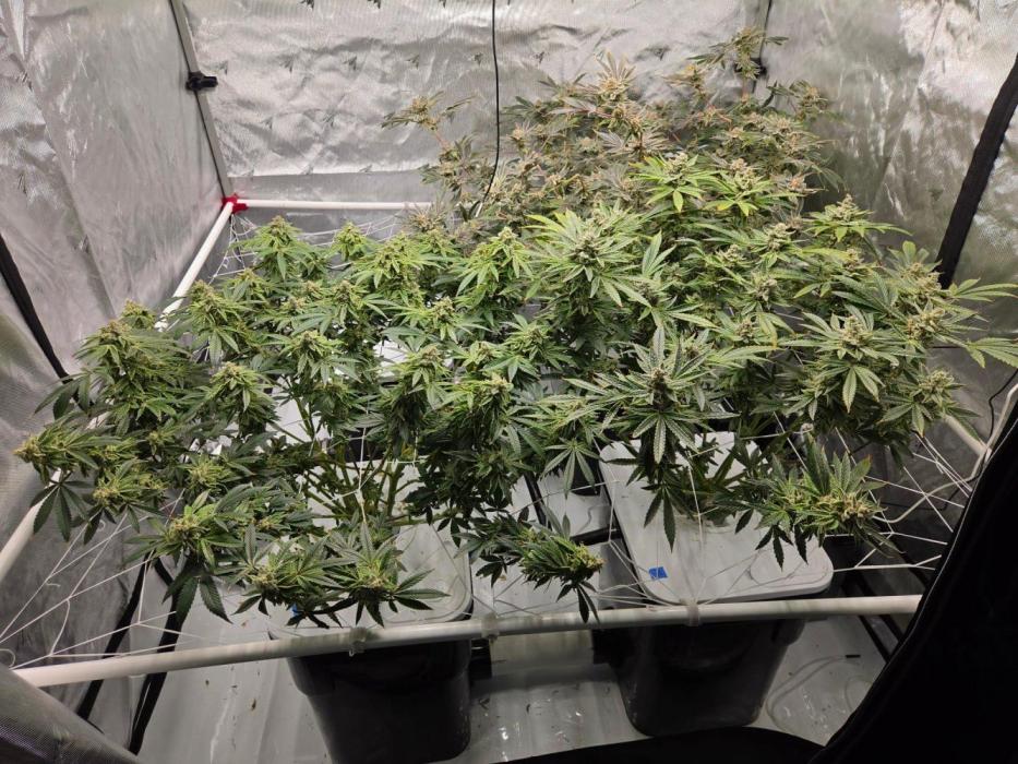 Glacial Razorberry. Week 19
