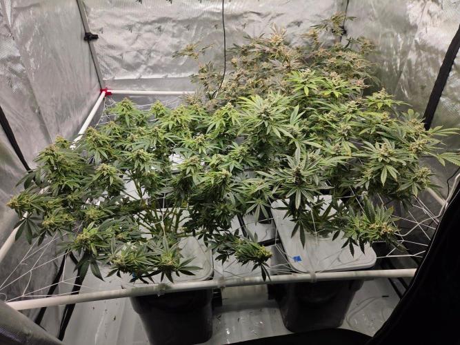Glacial Razorberry. Week 19