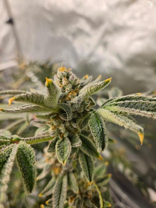 Glacial Razorberry. Week 19