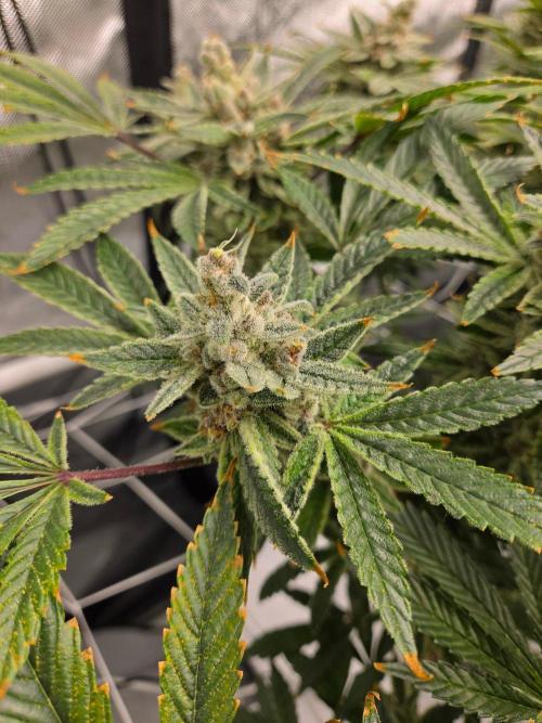 Glacial Razorberry. Week 19