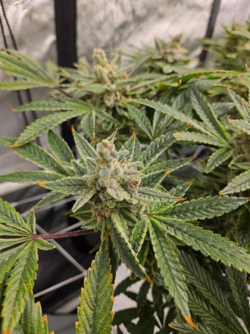Glacial Razorberry. Week 19