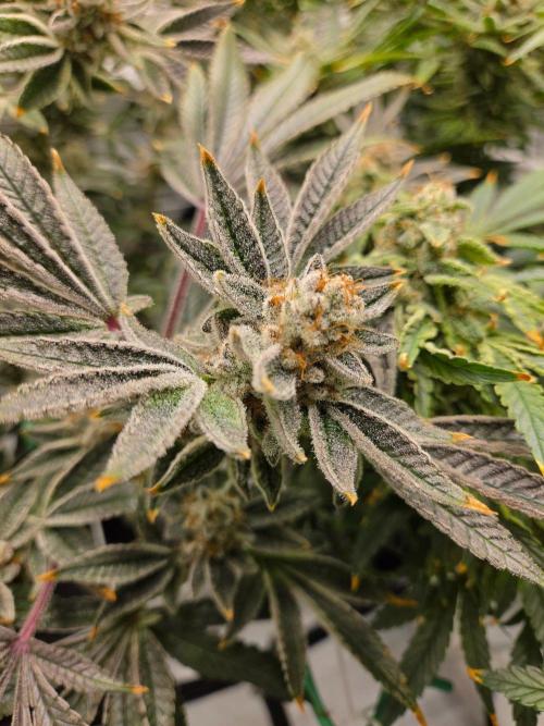 Glacial Razorberry. Week 19