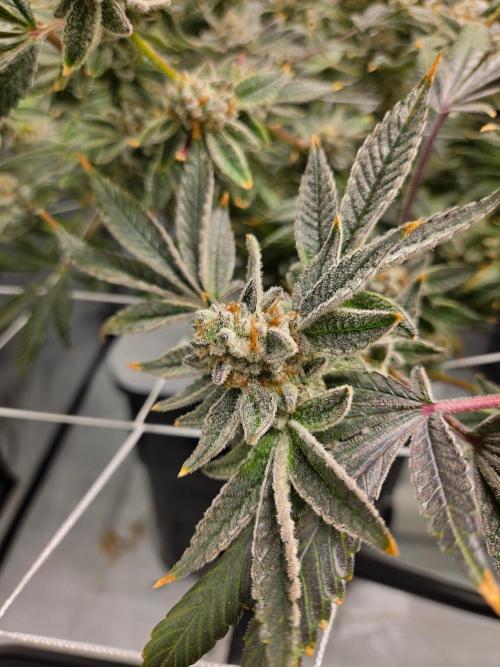 Glacial Razorberry. Week 19
