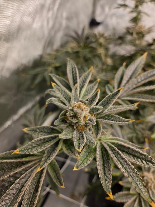 Glacial Razorberry. Week 19