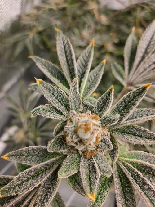 Glacial Razorberry. Week 19