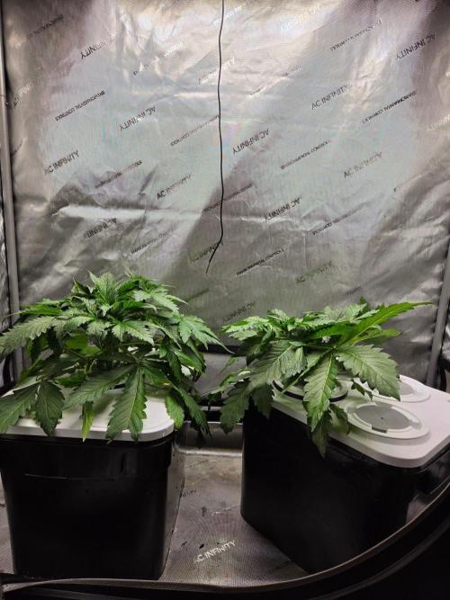 Mimosa. Week 2