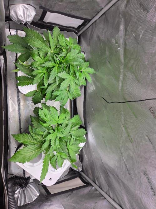 Mimosa Regular. Week 2