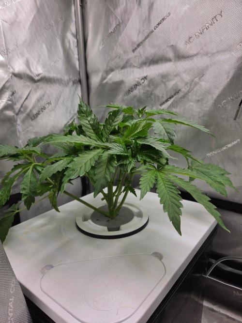 Mimosa. Week 2