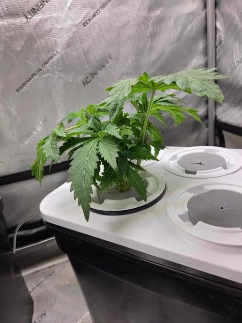 Mimosa. Week 2