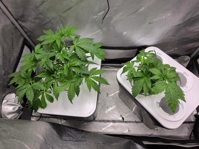 Mimosa Regular. Week 2