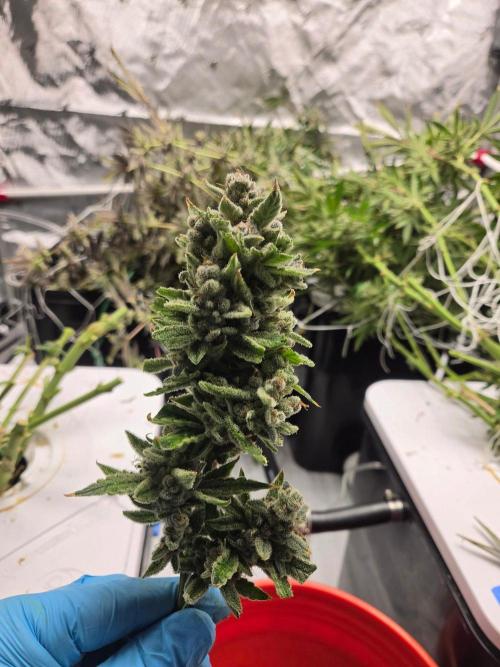 Glacial Razorberry. Week 20