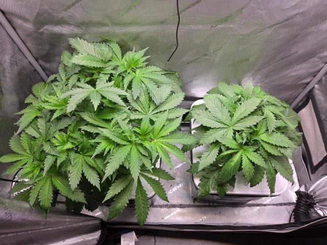 Mimosa. Week 3 - Pre Clone cutting.