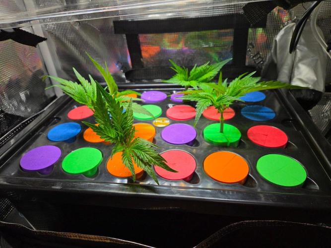 Mimosa. Week 3 - Clones