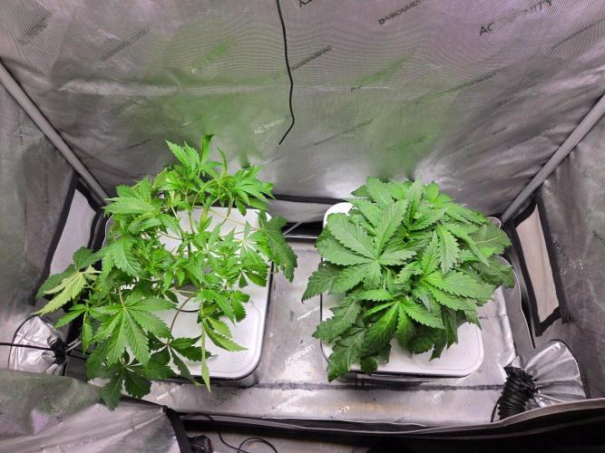 Mimosa. Week 3 - Post Clone cutting.