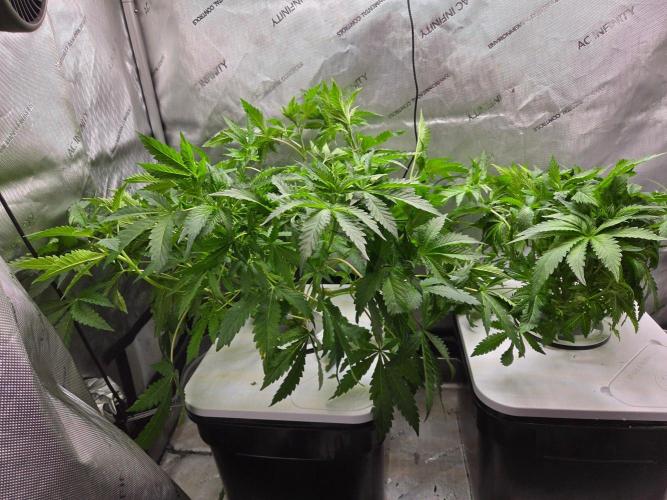Mimosa Regular. Week 4