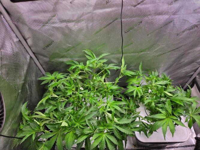 Mimosa. Week 4 - Post trim