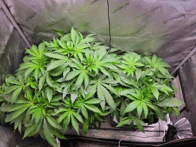Mimosa. Week 4 - Pre trim