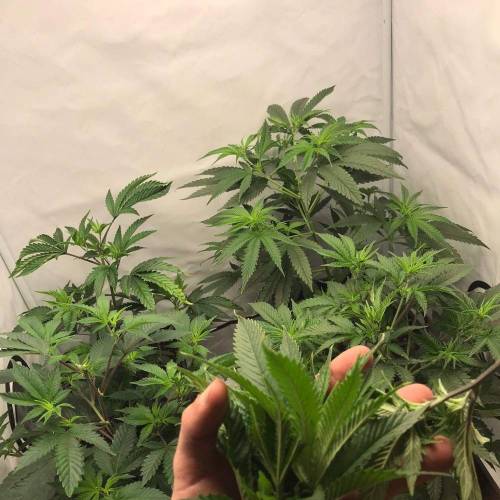 First Trial with Lumatek 200W. Week 3