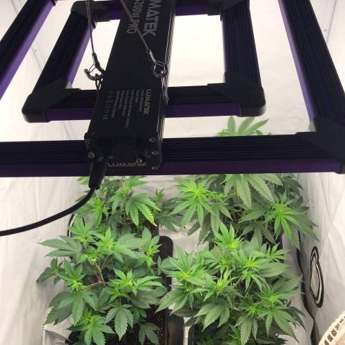 First Trial with Lumatek 200W. Week 3