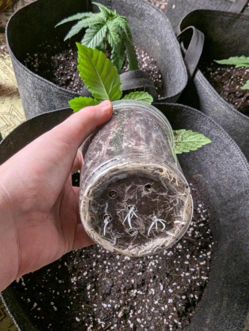 Pepe Silva and Sour Cherry Diesel. Week 2