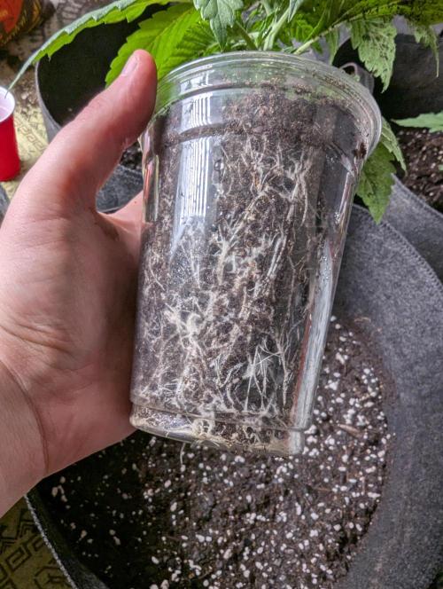 Pepe Silva and Sour Cherry Diesel. Week 2