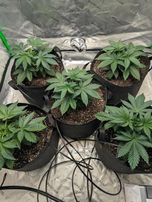 Pepe Silva and Sour Cherry Diesel. Week 3 - SCD post top