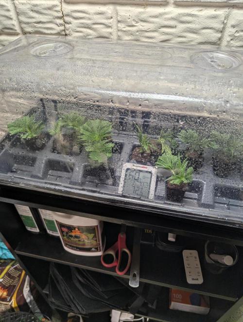 Pepe Silva and Sour Cherry Diesel. Week 3 - Clones from the tops