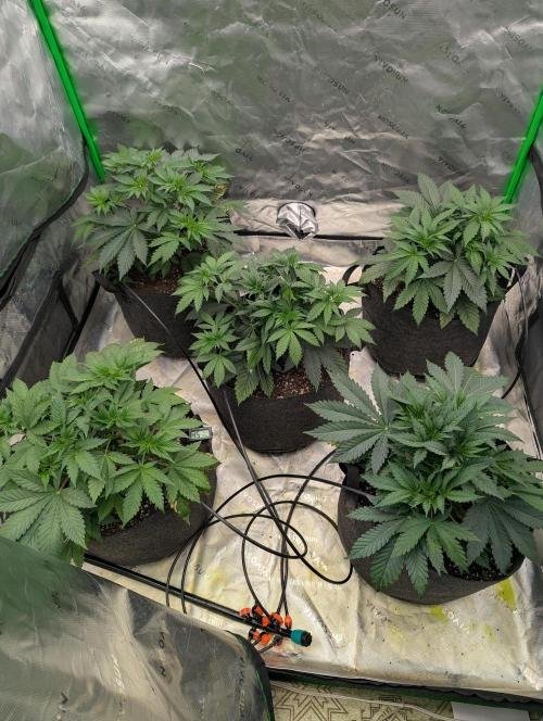 Pepe Silva and Sour Cherry Diesel. Week 4 - SCD