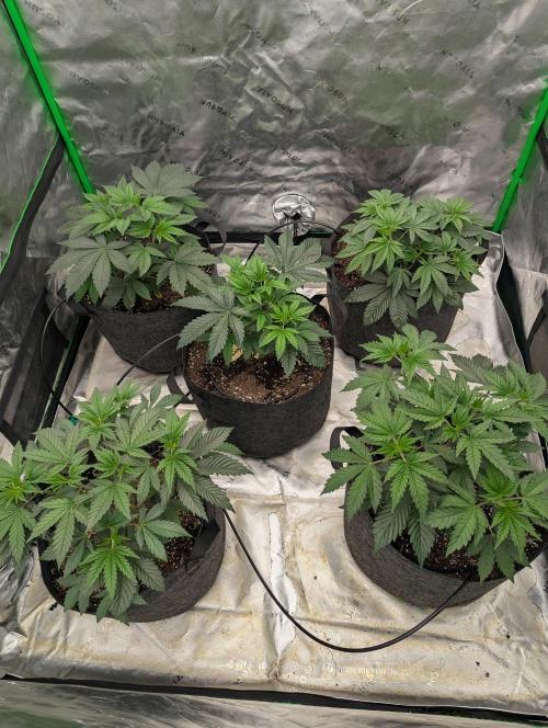 Pepe Silva and Sour Cherry Diesel. Week 4 - Pepe Silvia