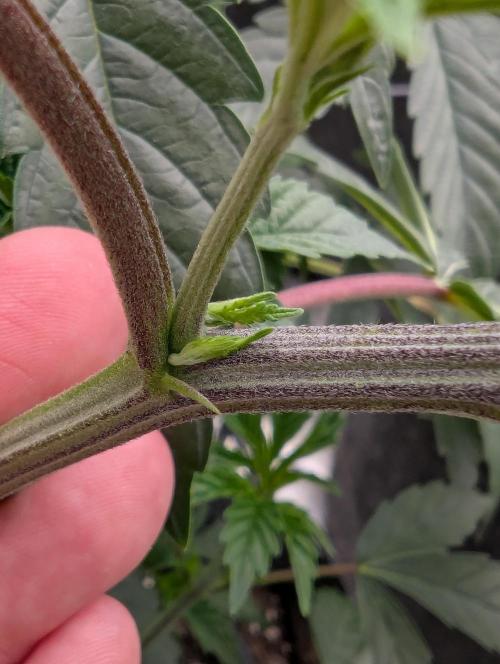 Pepe Silva and Sour Cherry Diesel. Week 5 - Interesting growth on the pepe silvia