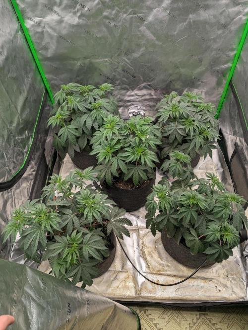 Pepe Silva and Sour Cherry Diesel. Week 5 - Pepe Silvia