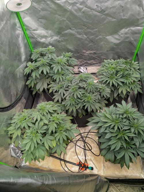 Pepe Silva and Sour Cherry Diesel. Week 5 - SCD