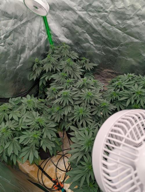 Pepe Silva and Sour Cherry Diesel. Week 6 - Pepe Silva pre trim