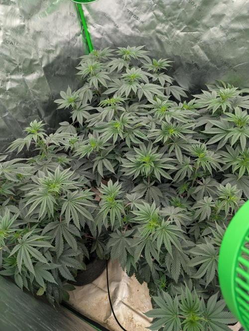 Pepe Silva and Sour Cherry Diesel. Week 6 - SCD pre trim