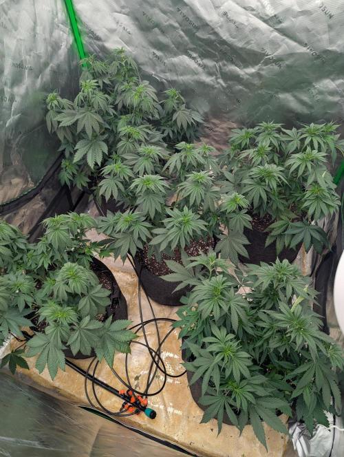 Pepe Silva and Sour Cherry Diesel. Week 6 - SCD post trim