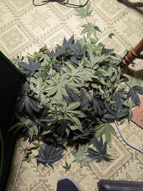 Pepe Silva and Sour Cherry Diesel. Week 6 - Some trimmed leaves