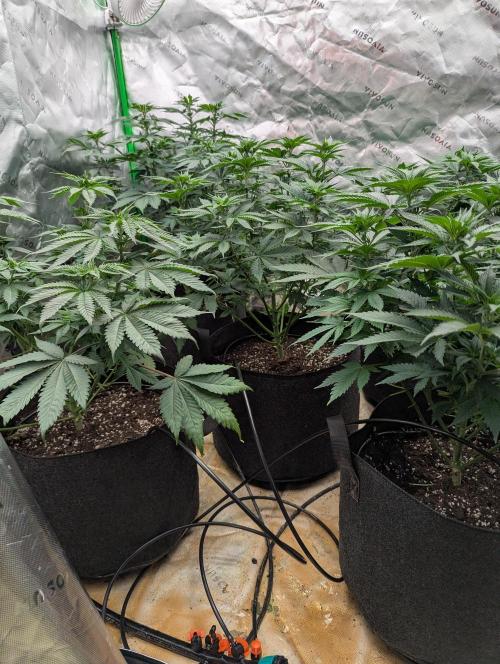 Pepe Silva and Sour Cherry Diesel. Week 6 - SDC side view next day