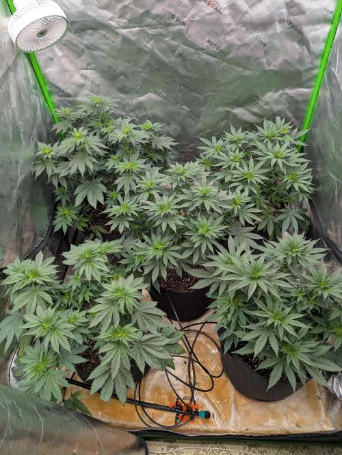 Pepe Silva and Sour Cherry Diesel. Week 6 - SCD top view next day