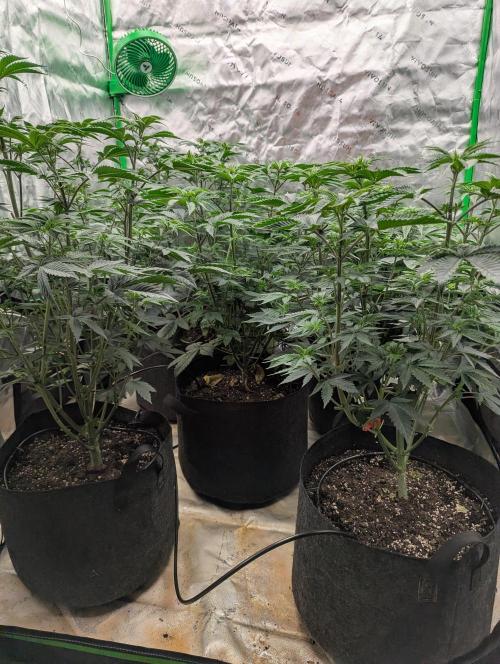 Pepe Silva and Sour Cherry Diesel. Week 6 - Pepe Silva side view next day