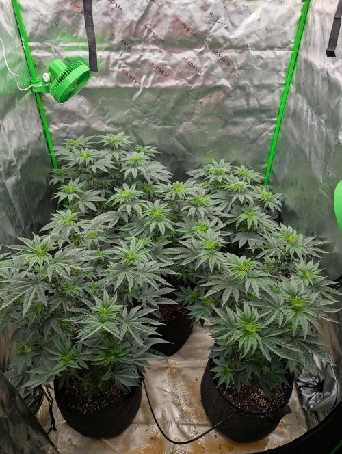 Pepe Silva and Sour Cherry Diesel. Week 6 - Pepe Silva top view next day