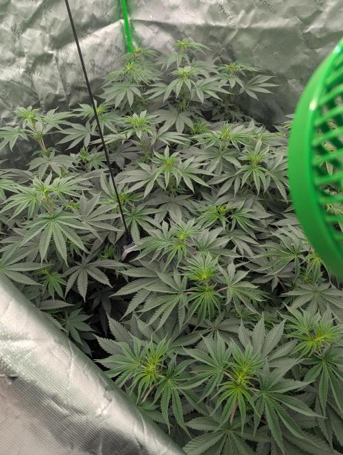 Pepe Silva and Sour Cherry Diesel. Week 7 - Pepe Silva Day 7 Flower