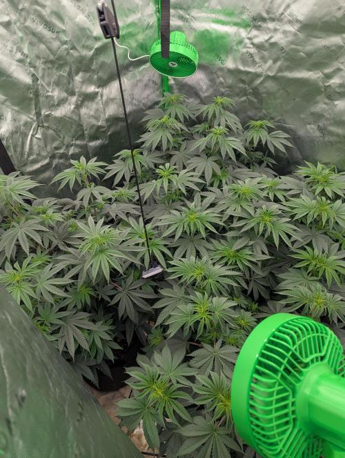 Pepe Silva and Sour Cherry Diesel. Week 7 - Pepe Silva Day 6 Flower