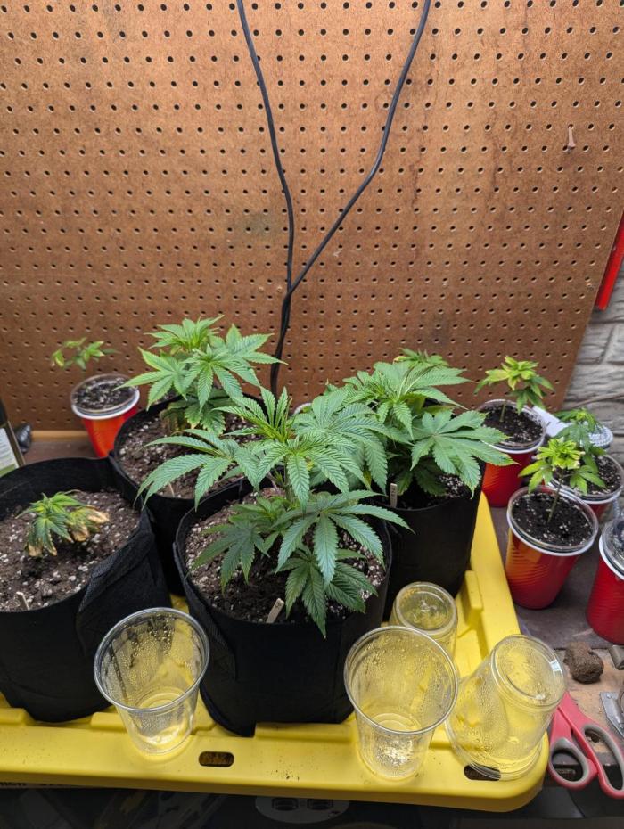 Pepe Silva and Sour Cherry Diesel. Week 8 - Some clones!