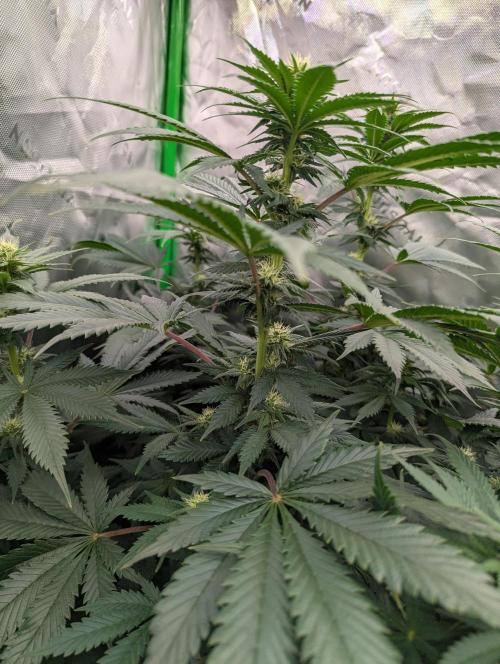 Pepe Silva and Sour Cherry Diesel. Week 9 - SCD stacking